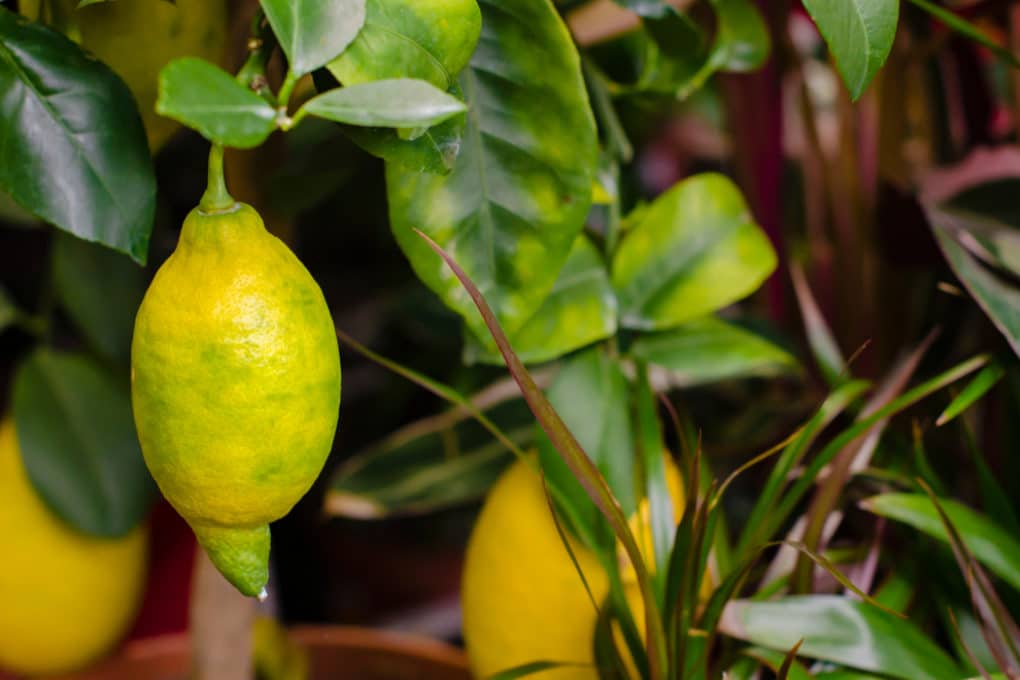 Do Limes Turn Yellow? » Top Facts & Tips