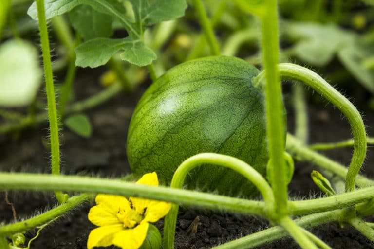 Watermelon Flowers » Top Facts & Tips