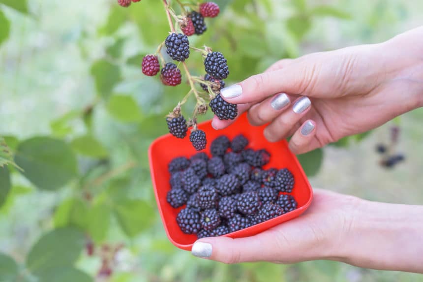 Where Do Blackberries Grow Best? Garden.eco