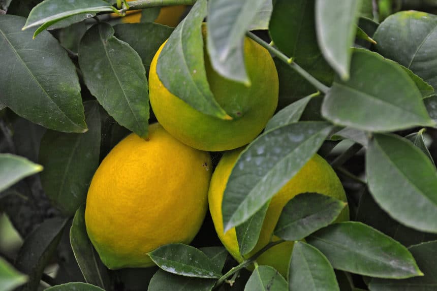 Where Do Lemons Grow Best? - Garden.eco