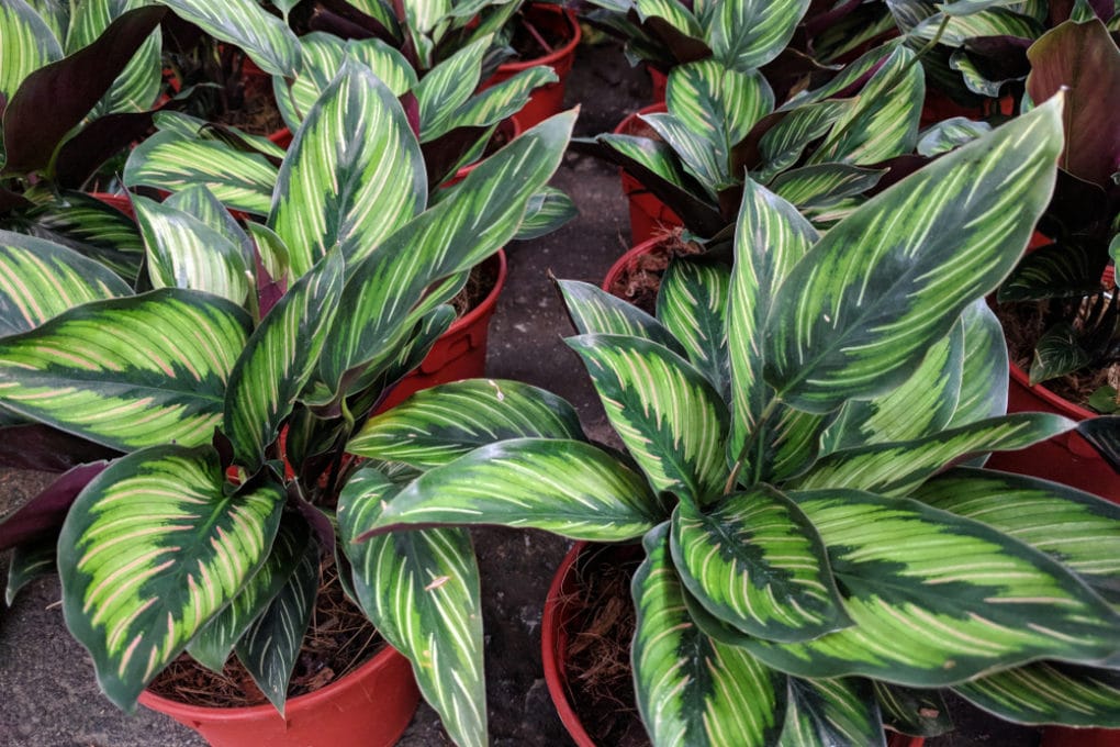 Calathea Plant Leaves Curling » Top Diagnostic Tips