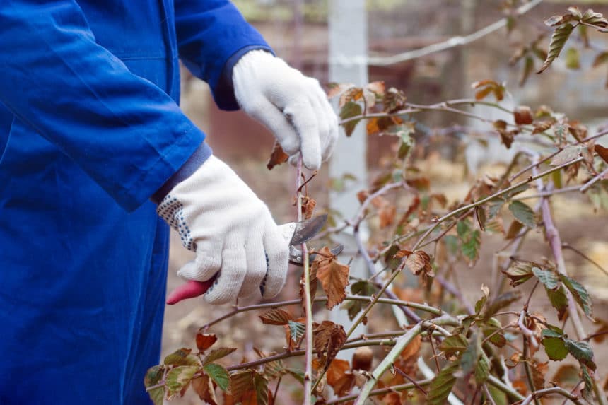 Pruning Blackberries for a Bumper Crop Garden.eco