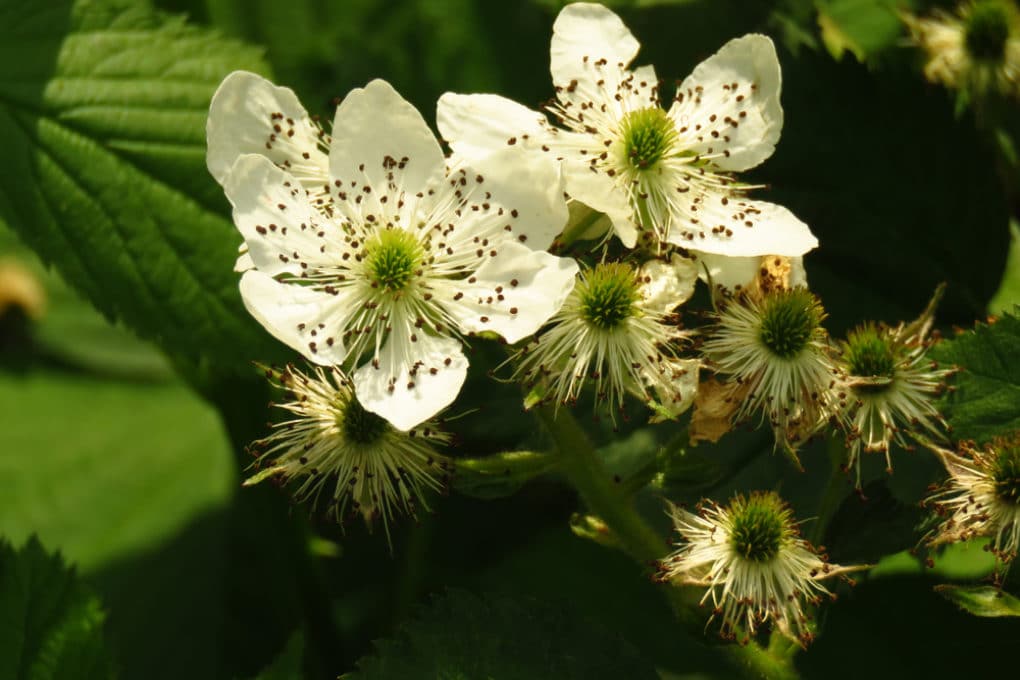 Do All Blackberries Have Seeds Garden.eco