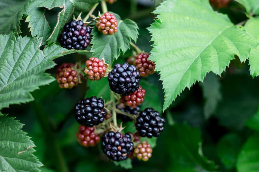 Do All Blackberries Have Seeds Garden.eco