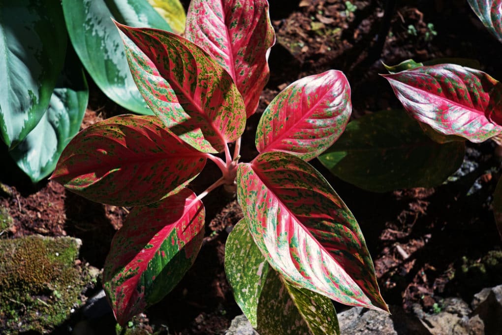 Chinese Evergreen Care Tips