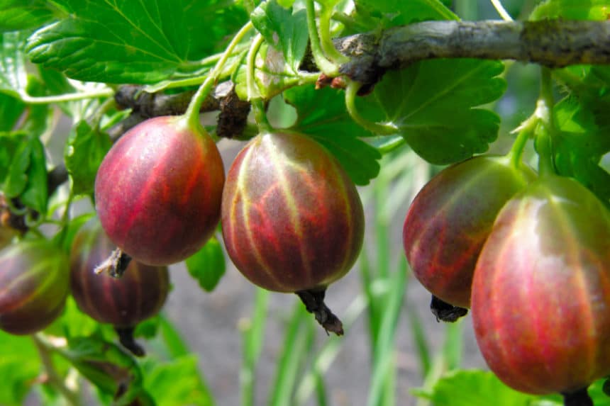 cutting-gooseberries-how-to-do-it-like-the-pros