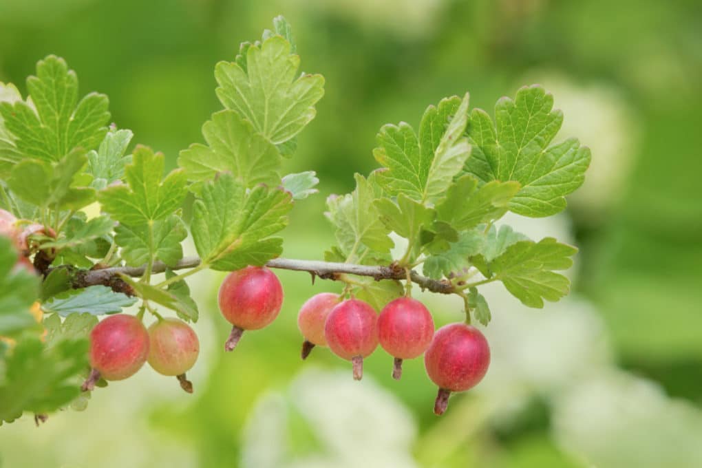 Gooseberry care 