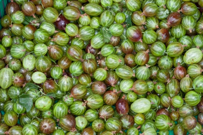 Gooseberry Varieties 