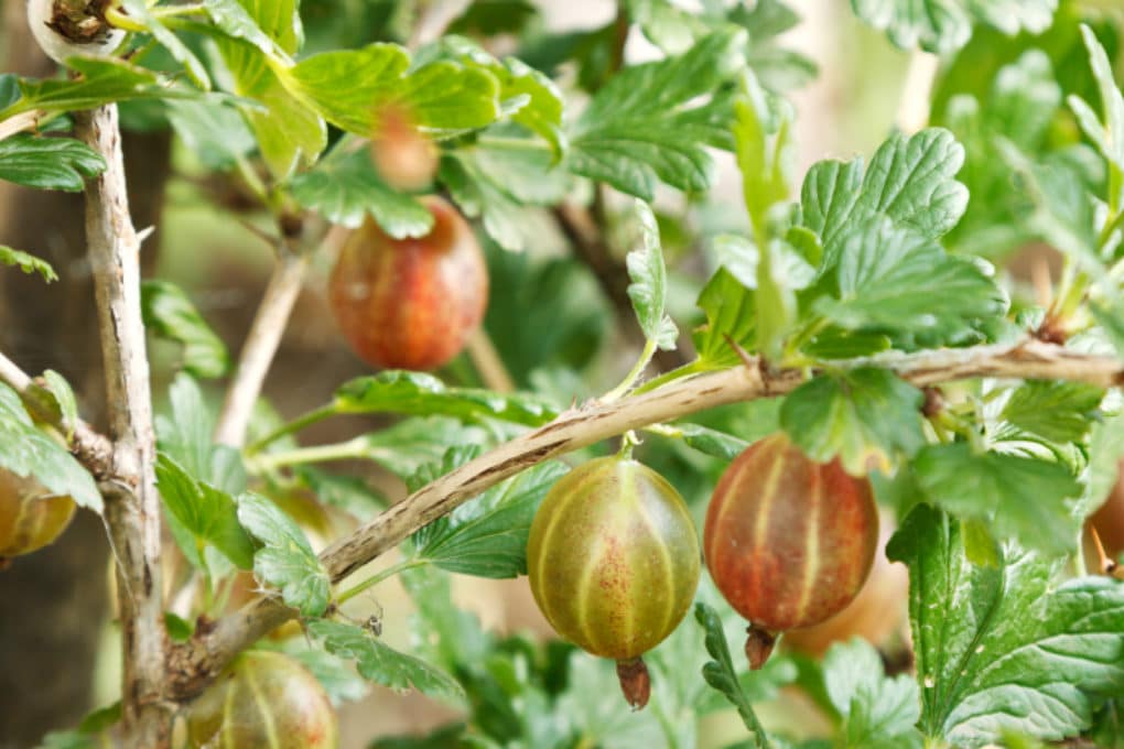 cutting-gooseberries-how-to-do-it-like-the-pros