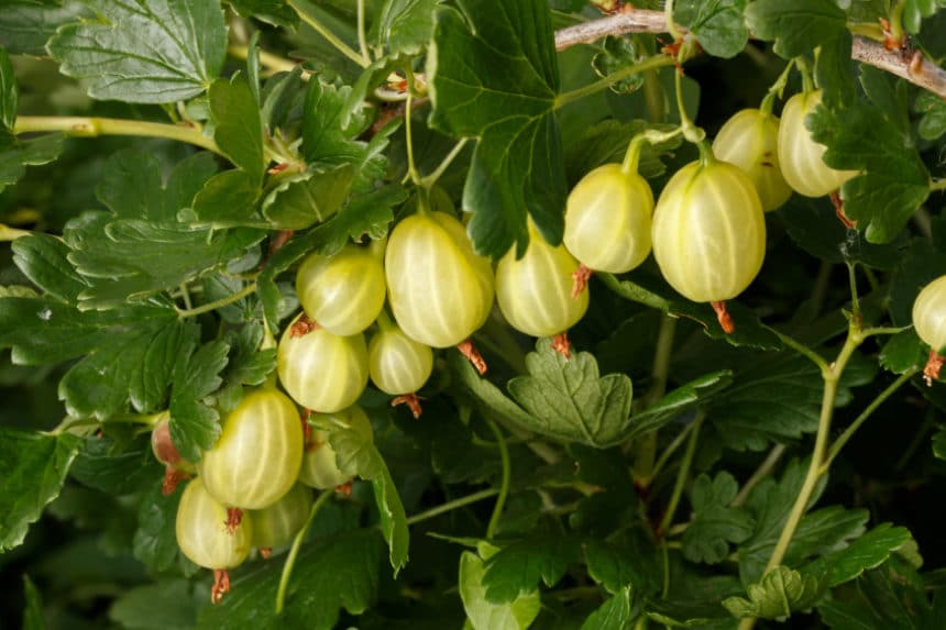 cutting-gooseberries-how-to-do-it-like-the-pros