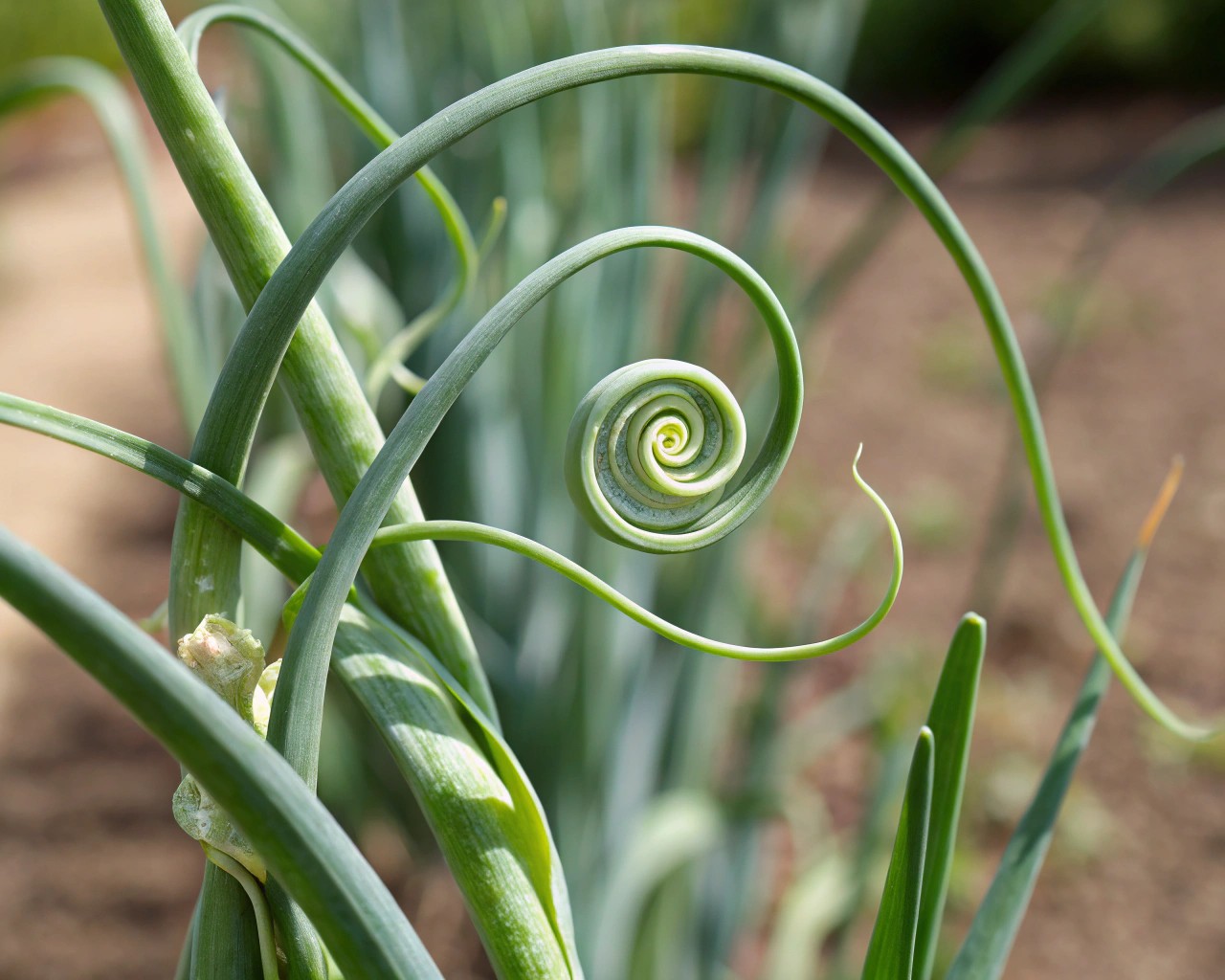 The unique spiral form of garlic scapes emerges from hardneck garlic plants.